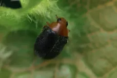 Kansas Lady Beetle thumbnail 2