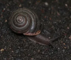 Striped Whitelip thumbnail 3