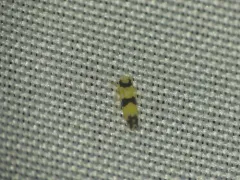 Erythroneura calycula thumbnail 4