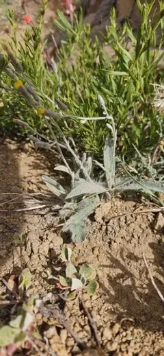 Greene's hawkweed thumbnail 4