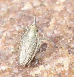 Scolops angustatus thumbnail 4