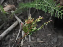 Mrs. Austin's knotweed thumbnail 2