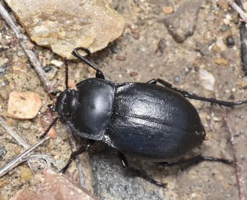 Stenomorpha polita