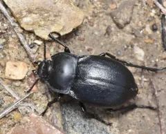 Stenomorpha polita thumbnail 1