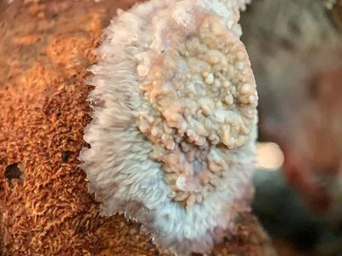 Phlebia centrifuga