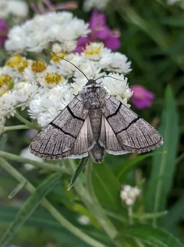Sympistis barnesii
