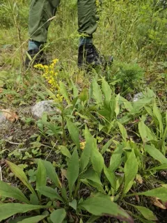 Gnorimoschema salinaris thumbnail 2