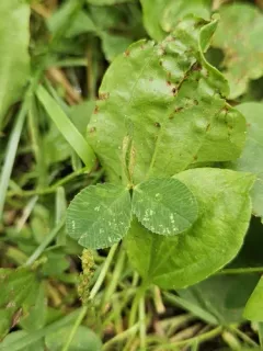 clover leaf midge thumbnail 3