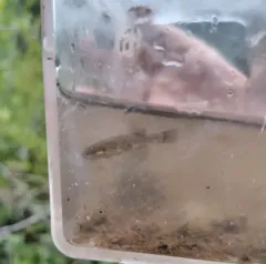 Olympic Mudminnow thumbnail 3