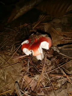 Russula cystidiosa thumbnail 2