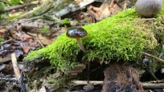 Bolbitius viscosus thumbnail 3