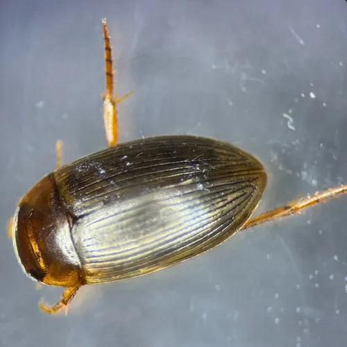 Copelatus glyphicus