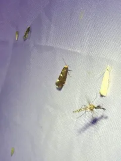 Incurvaria vetulella thumbnail 1