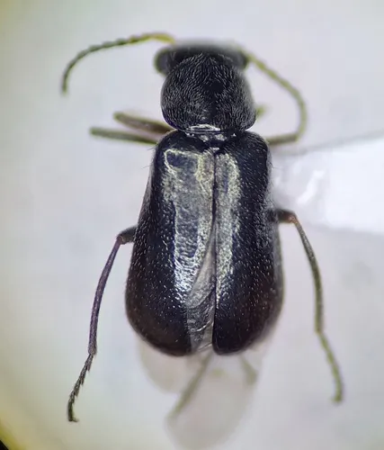 Attalus morulus