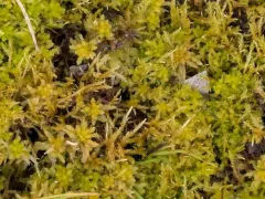 Straw Spear-moss thumbnail 1