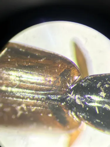 Agonum canadense