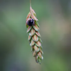 Anthracoidea limosa thumbnail 2