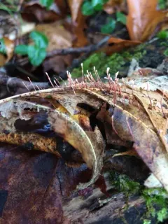 Anthina flammea thumbnail 3