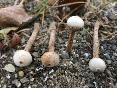 Tulostoma fimbriatum thumbnail 3