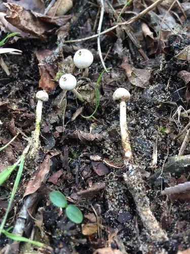 Winter Stalk-puffball