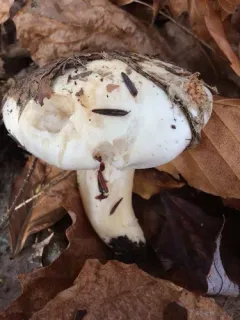 Hygrophorus sordidus thumbnail 4