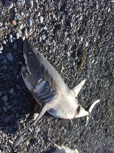 Porbeagle