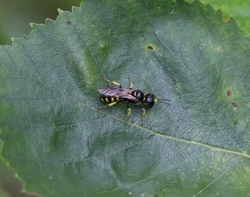 Crossocerus nitidiventris
