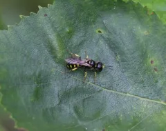 Crossocerus nitidiventris thumbnail 1