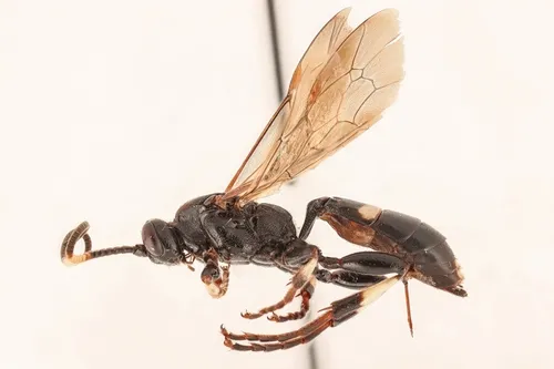Ichneumon feriens
