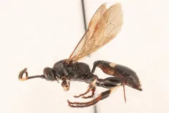 Ichneumon feriens thumbnail 1