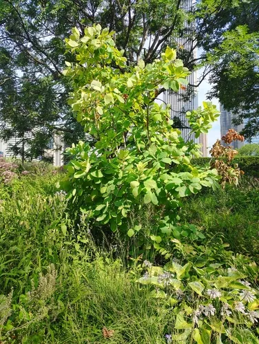 American smoketree