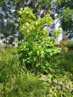 American smoketree thumbnail 1