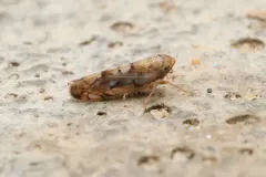 Scaphoideus opalinus thumbnail 4