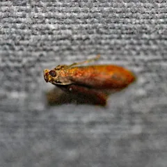 Rusty Varneria Moth thumbnail 2