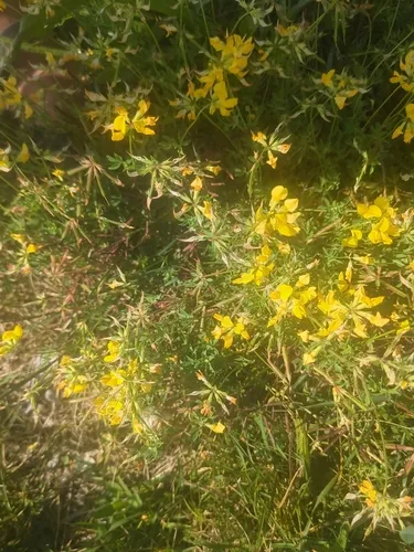 horseshoe vetch