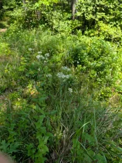 rough boneset thumbnail 2