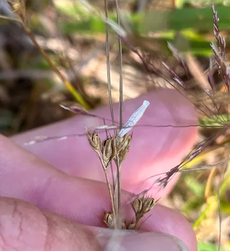 Streaked Coleophora Moth