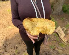 Lactarius payettensis thumbnail 2