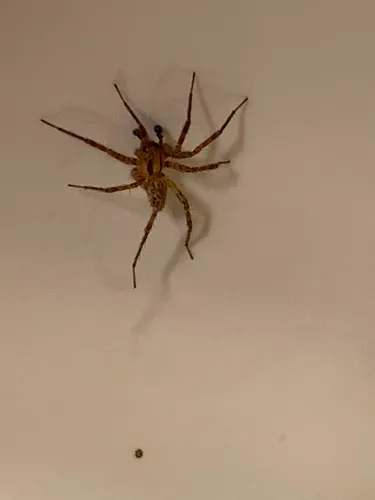 Hololena nedra