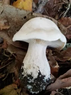 Leucopaxillus laterarius thumbnail 2