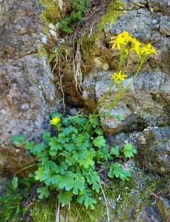 Flett's Ragwort thumbnail 1