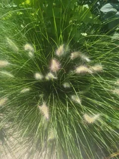 Fountain Grass thumbnail 2