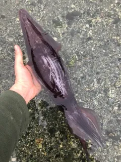 Boreal Clubhook Squid thumbnail 2