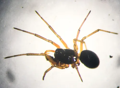 Tooth-palped Money Spider