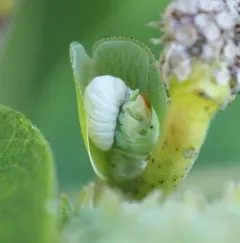 Planthopper Parasite Moth thumbnail 4