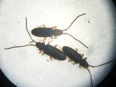 Uleiota debilis thumbnail 1