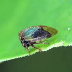Stictocephala basalis thumbnail 3