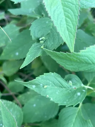 Ametrodiplosis fistulosae