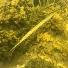 Longnose Gar thumbnail 2