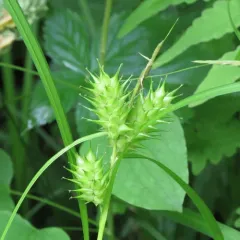 hop sedge thumbnail 5